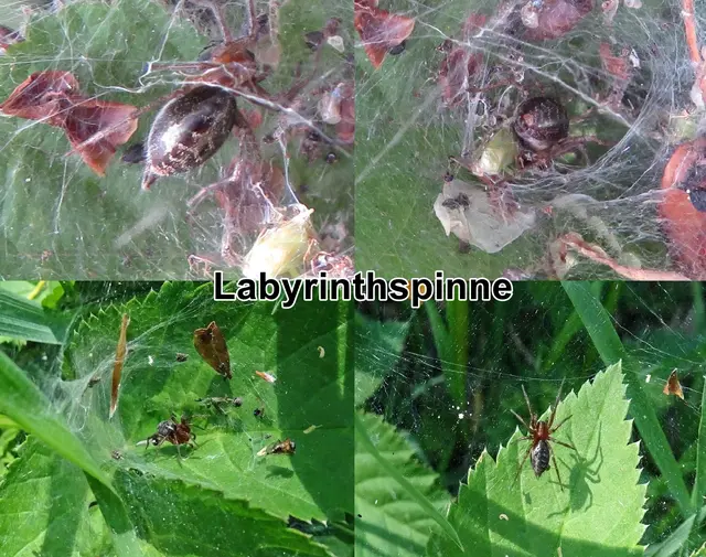 Labyrinthspinne / Gemeine Labyrinthspinne / Labyrinthspinne (Agelena labyrinthica) Carl Alexander Clerck 1757
Klasse:	Spinnentiere (Arachnida)
Ordnung:	Webspinnen (Araneae)
Unterordnung:	Echte Webspinnen (Araneomorphae)
Teilordnung:	Entelegynae
Überfamilie:	Agelenoidea
Familie:	Trichterspinnen (Agelenidae)
Gattung:	Labyrinthspinnen (Agelena)
Art:	Labyrinthspinne | Foto: GvMeegen