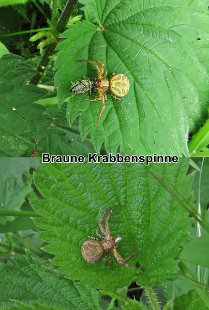 Braune Krabbenspinne / Busch-Krabbenspinne / Gewöhnliche Krabbenspinne (Xysticus cristatus, Syn.: Xysticus viaticus) Carl Alexander Clerck 1757
Klasse:	Spinnentiere (Arachnida)
Ordnung:	Webspinnen (Araneae)
Unterordnung:	Echte Webspinnen (Araneomorphae)
Familie:	Krabbenspinnen (Thomisidae)
Gattung:	Xysticus
Art:	Braune Krabbenspinne | Foto: GvMeegen