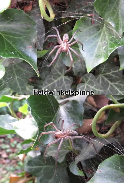 Feldwinkelspinne (Eratigena agrestis, Syn.: Tegeneria agrestis) Charles Athanase Walckenaer 1802
Klasse:	Spinnentiere (Arachnida)
Ordnung:	Webspinnen (Araneae)
Unterordnung:	Echte Webspinnen (Araneomorphae)
Teilordnung:	Entelegynae
Überfamilie:	Agelenoidea
Familie:	Trichterspinnen (Agelenidae)
Gattung:	Eratigena
Art:	Feldwinkelspinne | Foto: GvMeegen