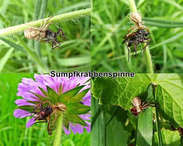 Sumpfkrabbenspinne (Xysticus ulmi) Carl Wilhelm Hahn 1831
Klasse:	Spinnentiere (Arachnida)
Ordnung:	Webspinnen (Araneae)
Unterordnung:	Echte Webspinnen (Araneomorphae)
Familie:	Krabbenspinnen (Thomisidae)
Gattung:	Xysticus
Art:	Sumpfkrabbenspinne | Foto: GvMeegen