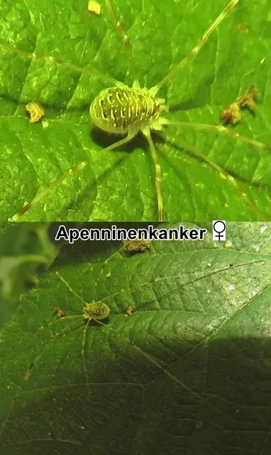 Apenninenkanker - Weibchen (Opilio canestrinii) Tord Tamerlan Teodor Thorell 1876
Klasse:	Spinnentiere (Arachnida)
Ordnung:	Weberknechte (Opiliones)
Unterordnung:	Eupnoi
Familie:	Schneider (Phalangiidae)
Gattung:	Opilio (Gattung)
Art:	Apenninenkanker | Foto: GvMeegen