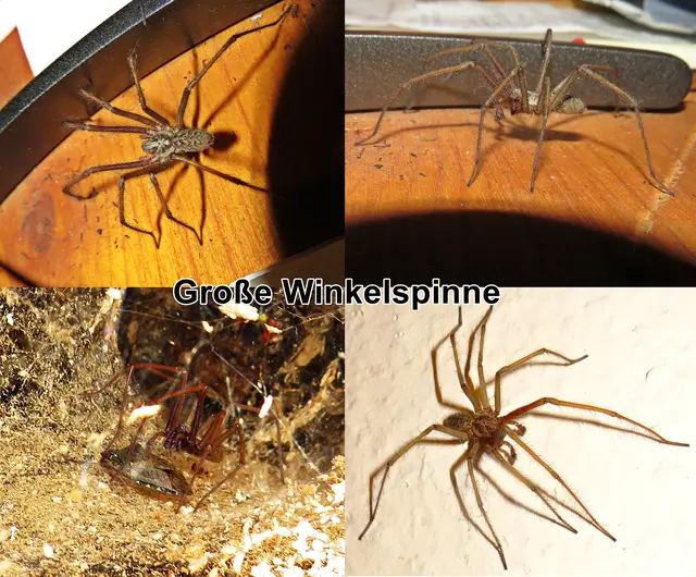 Große Winkelspinne / Gewöhnliche Winkelspinne (Eratigena atrica, Syn.: Tegenaria atrica) Carl Ludwig Koch 1843
Klasse:	Spinnentiere (Arachnida)
Ordnung:	Webspinnen (Araneae)
Unterordnung:	Echte Webspinnen (Araneomorphae)
Teilordnung:	Entelegynae
Überfamilie:	Agelenoidea
Familie:	Trichterspinnen (Agelenidae)
Gattung:	Winkelspinnen (Eratigena)
Art:	Große Winkelspinne | Foto: GvMeegen