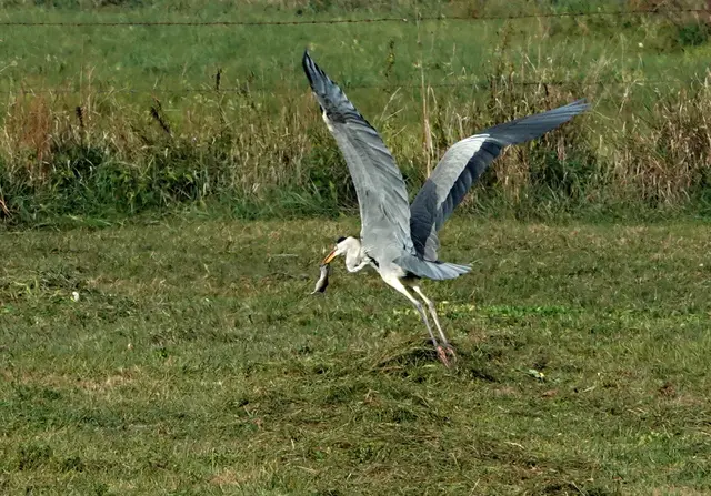 Hier fliegt er mit seiner Beute an einen ruhigen Futterplatz