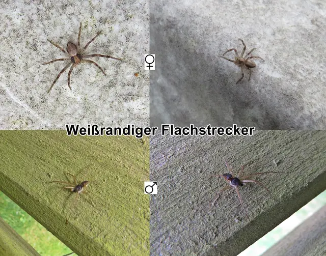 Weißrandiger Flachstrecker / Zweifarbflachstrecker (Philodromus dispar) Charles Athanase Walckenaer 1826
Klasse:	Spinnentiere (Arachnida)
Ordnung:	Webspinnen (Araneae)
Unterordnung:	Echte Webspinnen (Araneomorphae)
Familie:	Laufspinnen (Philodromidae)
Gattung:	Philodromus
Art: Weißrandiger Flachstrecker | Foto: GvMeegen