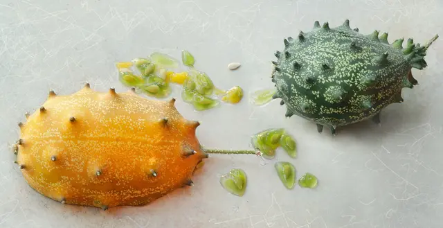 Die Kiwano ist anfangs grün und verfärbt sich mit zunehmender Reife orange