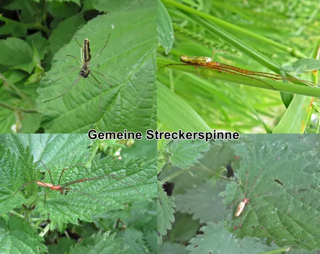 Gemeine Streckerspinne / Gewöhnliche Streckerspinne (Tetragnatha extensa) Carl von Linné 1758
Klasse:	Spinnentiere (Arachnida)
Ordnung:	Webspinnen (Araneae)
Familie:	Streckerspinnen (Tetragnathidae)
Gattung:	Eigentliche Streckerspinnen (Tetragnatha)
Art:	Gemeine Streckerspinne | Foto: GvMeegen
