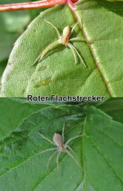 Roter Flachstrecker (Philodromus albidusrufus) Charles Athanase Walckenaer 1826
Klasse:	Spinnentiere (Arachnida)
Ordnung:	Webspinnen (Araneae)
Unterordnung:	Echte Webspinnen (Araneomorphae)
Familie:	Laufspinnen (Philodromidae)
Gattung:	Philodromus
Art: Roter Flachstrecker | Foto: GvMeegen