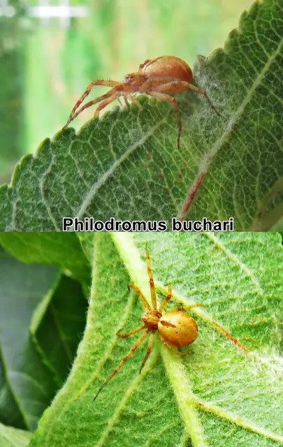 odtN (Philodromus buchari)   Lenka Kubcová 2004
Klasse:	Spinnentiere (Arachnida)
Ordnung:	Webspinnen (Araneae)
Unterordnung:	Echte Webspinnen (Araneomorphae)
Familie:	Laufspinnen (Philodromidae)
Gattung:	Philodromus
Art: Philodromus buchari
 | Foto: GvMeegen