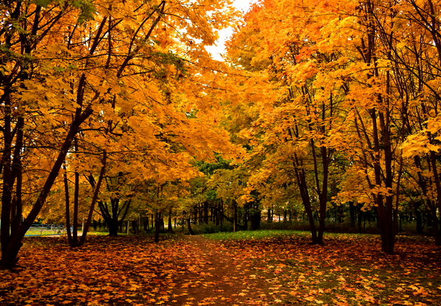 Ein goldener Teppich aus Ahorn- und Buchenblättern: Ein Weg voller Herbstzauber und unvergesslicher Erinnerungen. | Foto: Polina Grishma / Unsplash 