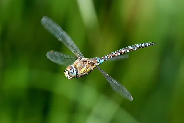 Foto: Copyright Andreas Schäfer