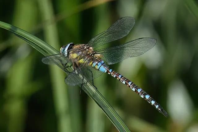 Foto: Copyright Andreas Schäfer
