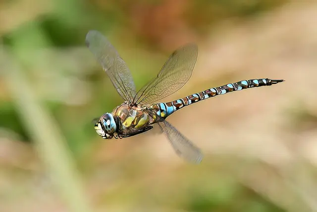Foto: Copyright Andreas Schäfer