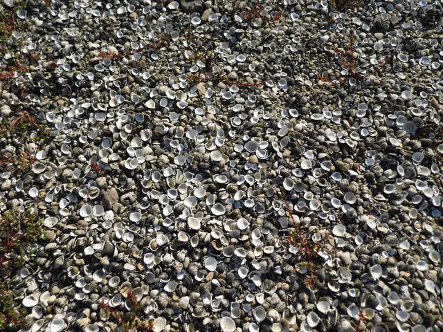 Muschelschalen im Rheinbett bei Rees, Rheinkilometer 838 | Foto: Siegmund Walter, 03.10.2026, 15:20 Uhr