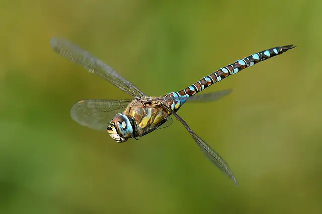 Foto: Copyright Andreas Schäfer