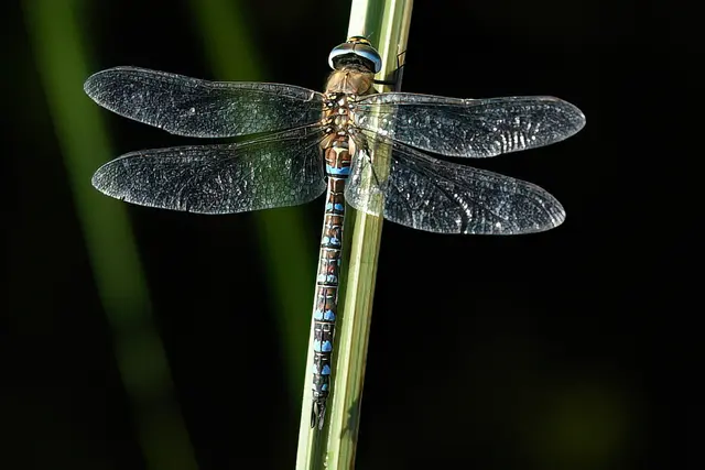 Foto: Copyright Andreas Schäfer