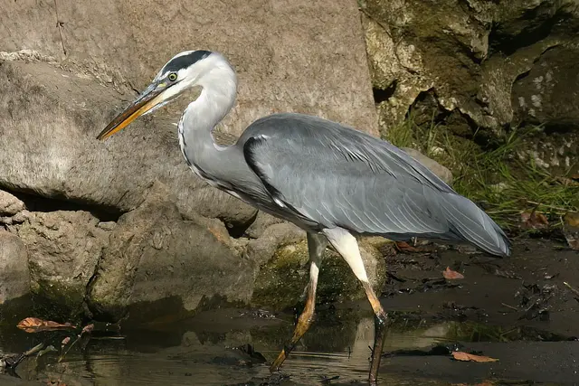 Foto: Copyright Andreas Schäfer
