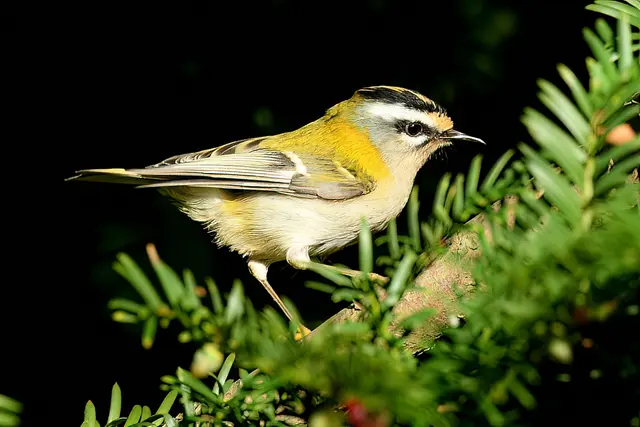 Foto: Copyright Andreas Schäfer