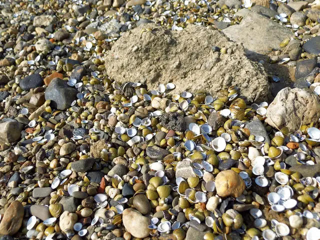 Muschelschalen im Rheinbett bei Wesel | Foto: Siegmund Walter, 02.10.2026, 15:29 Uhr