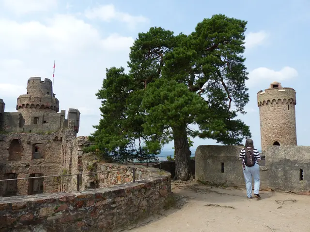 seit 300 Jahre ohne Wasser !
7 m hohe Bergkiefer

Sie steht auf einer Schildmauer der Burganlage. 
Der Baum wurzelt in luftiger Höhe auf dem Bauwerk 
und deckt einen Teil ihres Wasserbedarfs 
über die Luftfeuchte, die an den Nadeln kondensiert 
und zu Boden tropft. 
Aufgrund der kargen Lebensbedingungen ist der Baum klein geblieben.
Quelle:Baumkunde.de