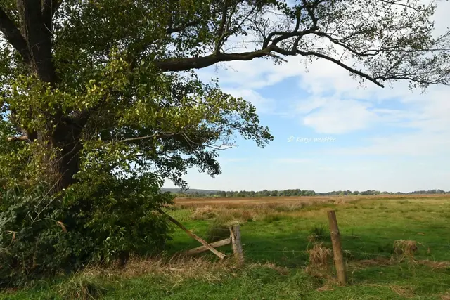 Wunderschönes Niedersachsen (Foto: Katja Woidtke)

Naturerlebnisse am Steinhuder Meer - Meerbruchswiesen und mehr Meer | Foto: Katja Woidtke