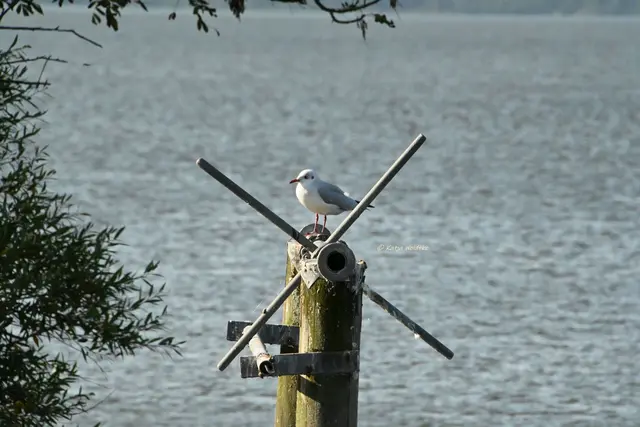 Wunderschönes Niedersachsen (Foto: Katja Woidtke)

Naturerlebnisse am Steinhuder Meer - Meerbruchswiesen und mehr Meer | Foto: Katja Woidtke