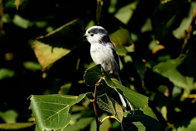 Foto: Copyright Andreas Schäfer