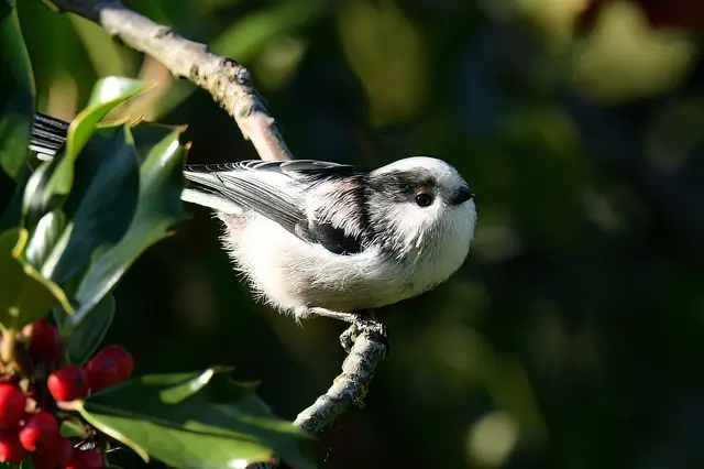Foto: Copyright Andreas Schäfer