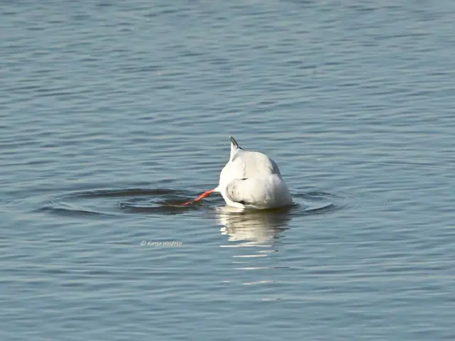Wunderschönes Niedersachsen (Foto: Katja Woidtke)

Naturerlebnisse am Steinhuder Meer - Meerbruchswiesen und mehr Meer

Abgetaucht... | Foto: Katja Woidtke