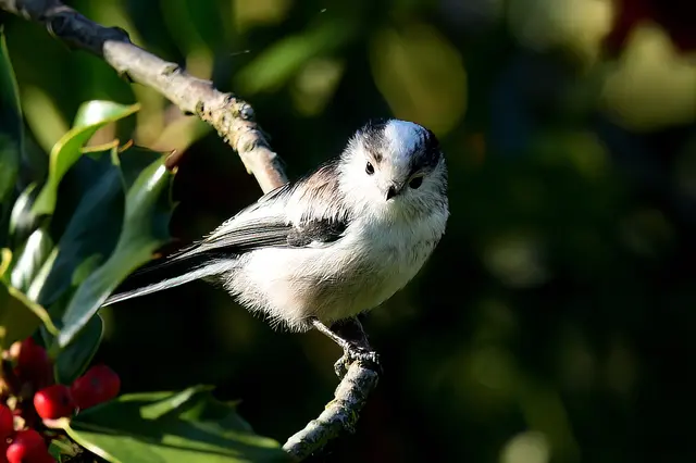 Foto: Copyright Andreas Schäfer