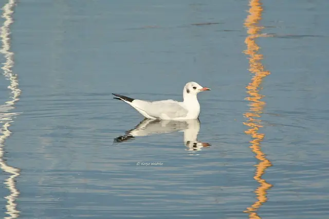 Wunderschönes Niedersachsen (Foto: Katja Woidtke)

Naturerlebnisse am Steinhuder Meer - Meerbruchswiesen und mehr Meer

Lachmöwe | Foto: Katja Woidtke