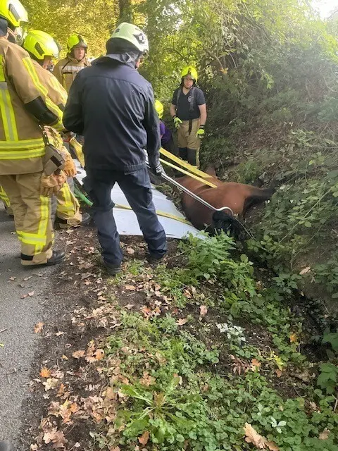 Großtierrettung Pferd | Foto: Feuerwehr Bottrop