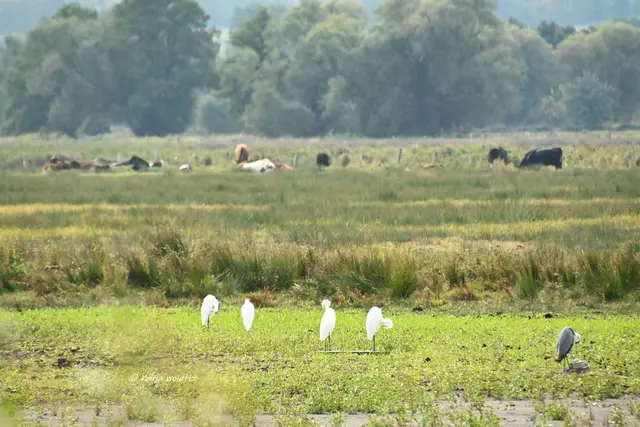 Wunderschönes Niedersachsen (Foto: Katja Woidtke)

Naturerlebnisse am Steinhuder Meer - Meerbruchswiesen und mehr Meer | Foto: Katja Woidtke