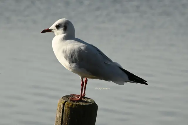 Lachmöwe