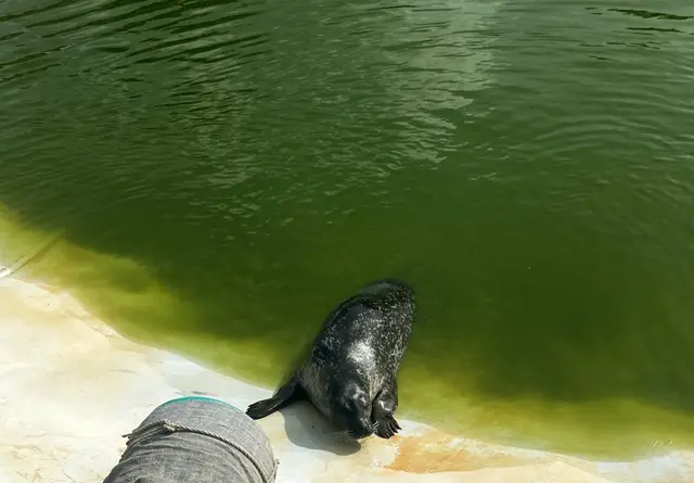 Ein neugieriger Blick aus dem Wasser: Seehund im Zoo Arche