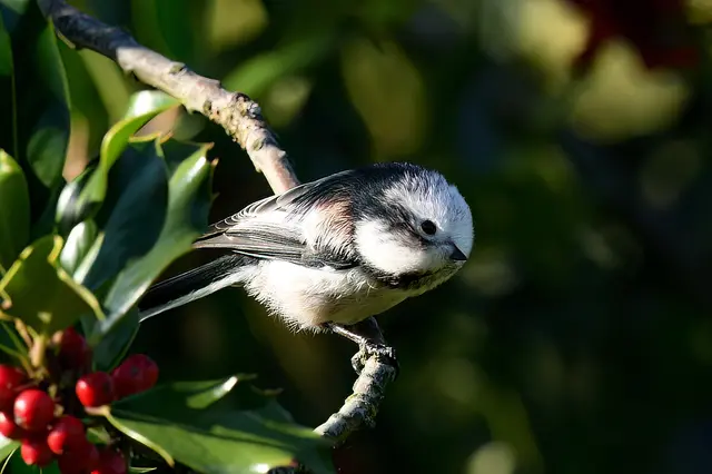 Foto: Copyright Andreas Schäfer