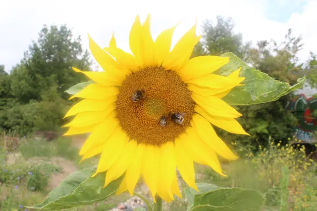 Arbeiten für den Spätsommer-Honig.