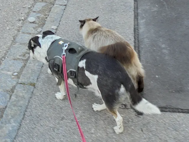 Auf zur Abend-Gassirunde!
