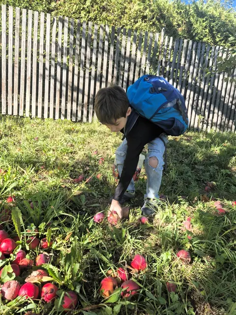 Bild: Nadine Lindemeir
Es gab reichlich Äpfel zu ernten
