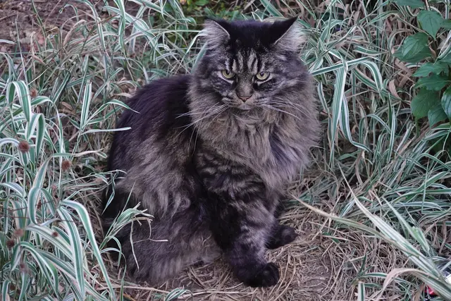 Gandalf beobachtet uns.