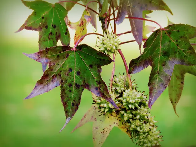 Die Eine-Million-Frage: Von welchem Baum stammen diese Blätter?