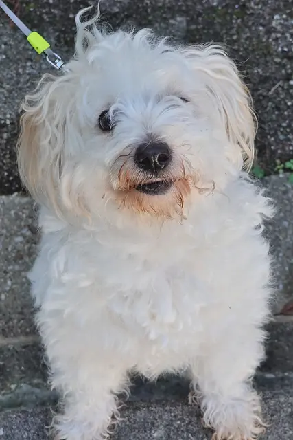 Jimmy (ich mag kleine weiße Hunde)