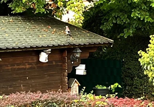 Gästebesuch im Nebenhaus: Ein Eichelhäher aus der Ferne festgehalten.