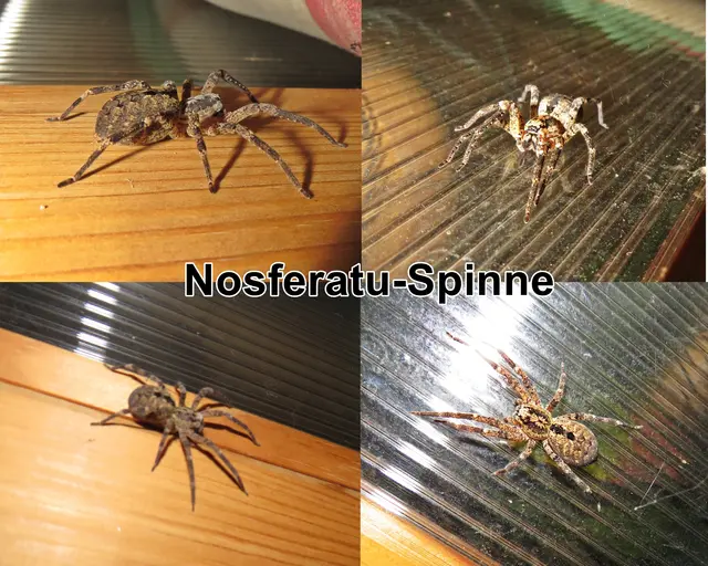 Nosferatu-Spinne (Zoropsis spinimana) Jean-Marie Léon Dufour 1820
Klasse:	Spinnentiere (Arachnida)
Ordnung:	Webspinnen (Araneae)
Unterordnung:	Echte Webspinnen (Araneomorphae)
Teilordnung:	Entelegynae
Überfamilie:	Wolfspinnenartige (Lycosoidea)
Familie:	Kräuseljagdspinnen (Zoropsidae)
Gattung:	Zoropsis
Art:	Nosferatu-Spinne | Foto: GvMeegen