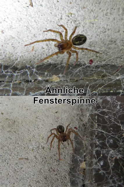 Ähnliche Fensterspinne / Haus-Finsterspinne (Amaurobius similis) John Blackwall 1861
Klasse:	Spinnentiere (Arachnida)
Ordnung:	Webspinnen (Araneae)
Unterordnung:	Echte Webspinnen (Araneomorphae)
Familie:	Finsterspinnen (Amaurobiidae)
Gattung:	Amaurobius
Art:	Ähnliche Fensterspinne | Foto: GvMeegen