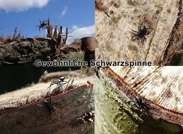 Gewöhnliche Schwarzspinne / Schwarze Plattbauchspinne / Unterirdischer Eiferer (Zelotes subterraneus) Carl Ludwig Koch 1833
Klasse:	Spinnentiere (Arachnida)
Ordnung:	Webspinnen (Araneae)
Unterordnung:	Echte Webspinnen (Araneomorphae)
Überfamilie:	Gnaphosoidea
Familie:	Plattbauchspinnen (Gnaphosidae)
Gattung:	Schwarzspinnen (Zelotes)
Art:	Gewöhnliche Schwarzspinne | Foto: GvMeegen