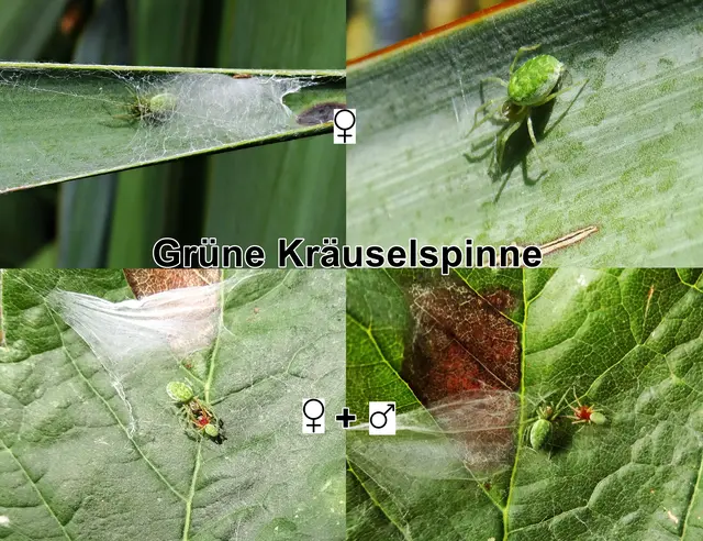 Grüne Kräuselspinne / Grüne Lauerspinne (Nigma walckenaeri) Carl Friedrich Roewer 1951
Klasse:	Spinnentiere (Arachnida)
Ordnung:	Webspinnen (Araneae)
Familie:	Kräuselspinnen (Dictynidae)
Gattung:	Nigma
Art:	Grüne Kräuselspinne | Foto: GvMeegen