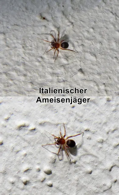 Italienischer Ameisenjäger (Zodarion italicum) Giovanni Canestrini 1868
Klasse:	Spinnentiere (Arachnida)
Ordnung:	Webspinnen (Araneae)
Unterordnung:	Echte Webspinnen (Araneomorphae)
Familie:	Ameisenjäger (Zodariidae)
Gattung:	Zodarion
Art: Italienischer Ameisenjäger | Foto: GvMeegen