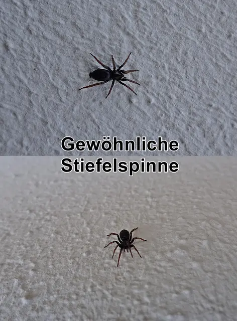 Gewöhnliche Stiefelspinne / Stiefel-Plattbauchspinne / Orangebeinige Plattbauchspinne (Trachyzelotes pedestris)  Carl Ludwig Koch 1837
Klasse:	Spinnentiere (Arachnida)
Ordnung:	Webspinnen (Araneae)
Unterordnung:	Echte Webspinnen (Araneomorphae)
Überfamilie:	Gnaphosoidea
Familie:	Plattbauchspinnen (Gnaphosidae)
Gattung:	Stiefelspinnen
Art:	Gewöhnliche Stiefelspinne | Foto: GvMeegen