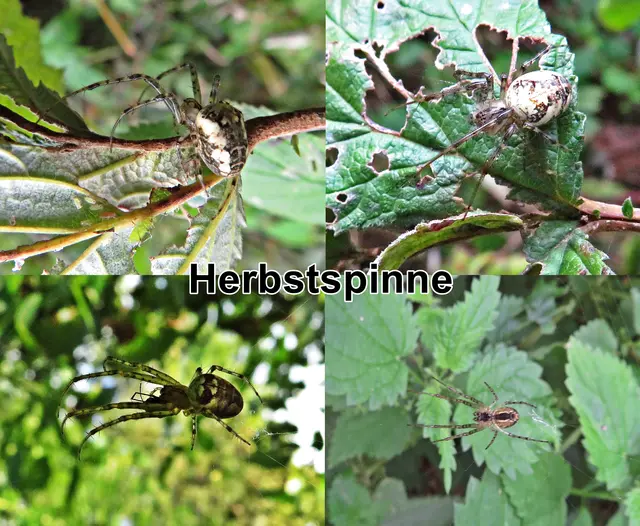 Herbstspinne / Echte Herbstspinne (Metellina segmentata, Syn. Meta segmentata) Carl Alexander Clerck 1757
Klasse:	Spinnentiere (Arachnida)
Ordnung:	Webspinnen (Araneae)
Unterordnung:	Echte Webspinnen (Araneomorphae)
Familie:	Streckerspinnen (Tetragnathidae)
Gattung:	Herbstspinnen (Metellina)
Art:	Herbstspinne | Foto: GvMeegen