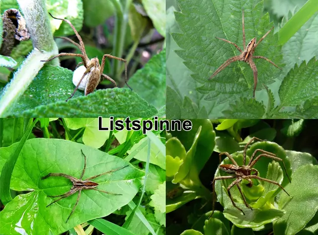Listspinne / Raubspinne / Brautgeschenkspinne(Pisaura mirabilis) Carl Alexander Clerck 1757
Klasse:	Spinnentiere (Arachnida)
Ordnung:	Webspinnen (Araneae)
Unterordnung:	Echte Webspinnen (Araneomorphae)
Teilordnung:	Entelegynae
Überfamilie:	Lycosoidea
Familie:	Jagdspinnen (Pisauridae)
Gattung:	Pisaura
Art:	Listspinne | Foto: GvMeegen